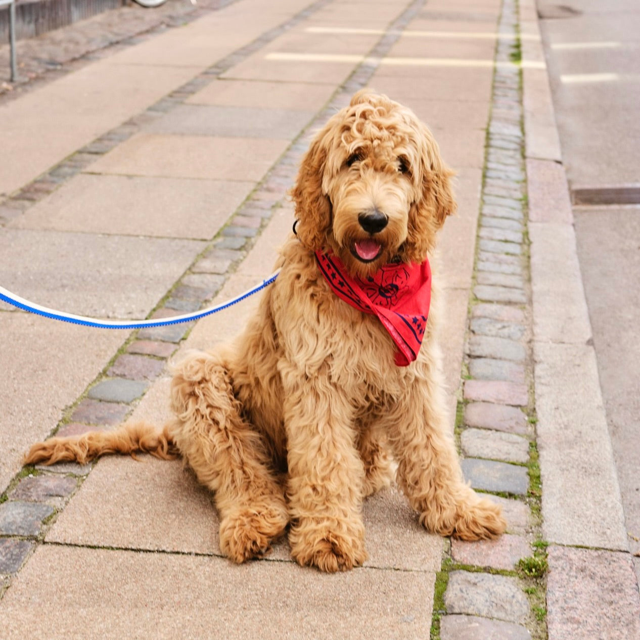HAY | Dogs Scarf Red | Maplestore