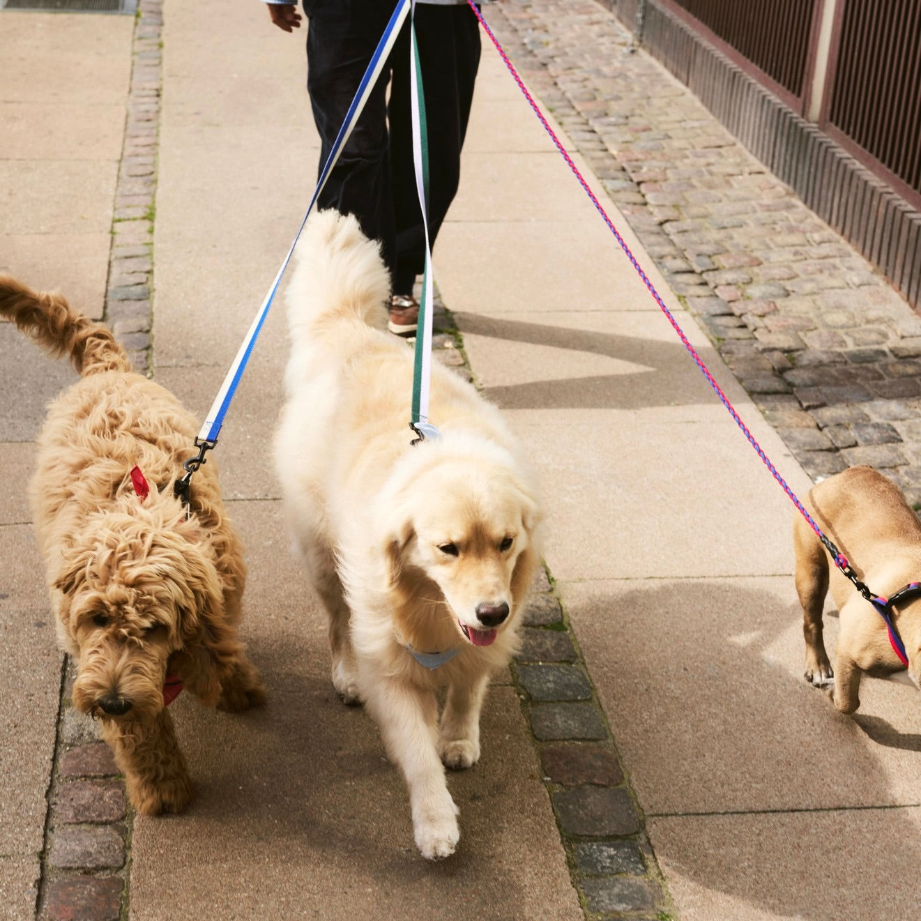 HAY | Dogs Leash Braided Red/Blue | Maplestore