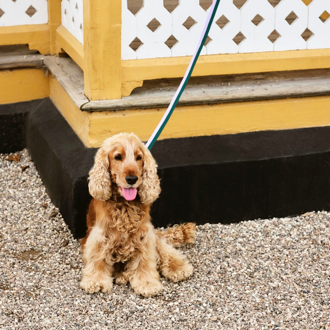 HAY | Dogs Leash Flat Lavender/Green | Maplestore